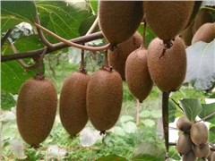 7.翠香獼猴桃