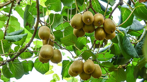 獼猴桃園里的創(chuàng)業(yè)夢(mèng)