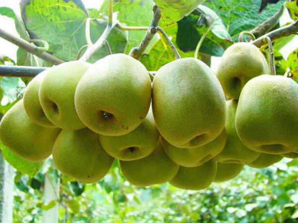 紅陽(yáng)獼猴桃